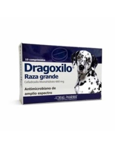 Dragoxilo Raza Grande...